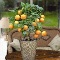 Kumquat Tree: sweet citrus kumquat tree Monata